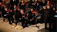 Sokak köpeğinin klasik müzik ilgisi