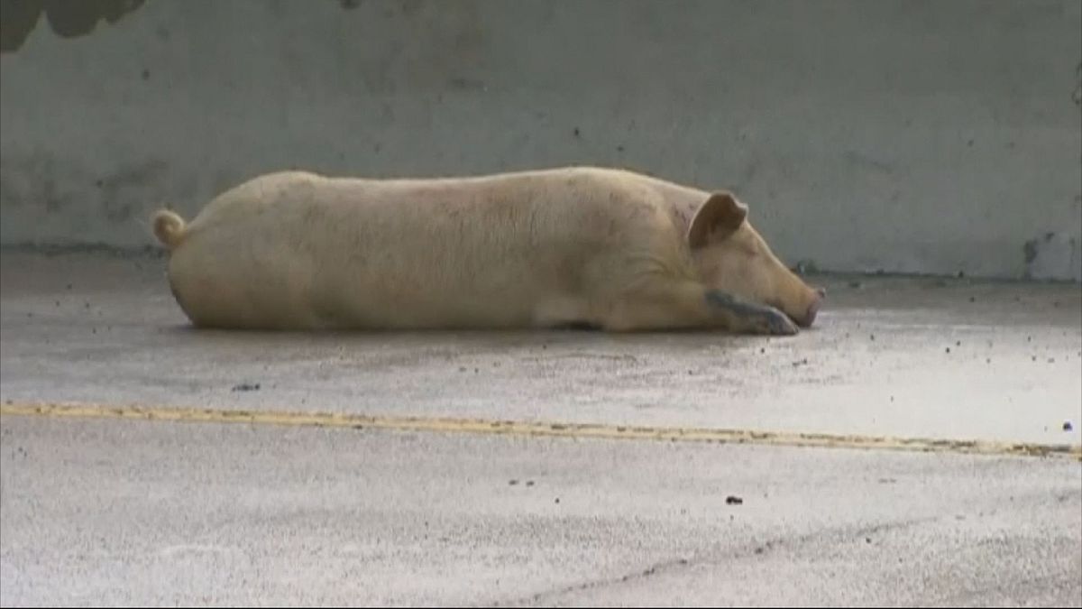 واژگونی یک کامیون حمل خوک در دالاس تگزاس