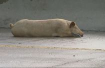 Des cochons rescapés errent sur l'autoroute