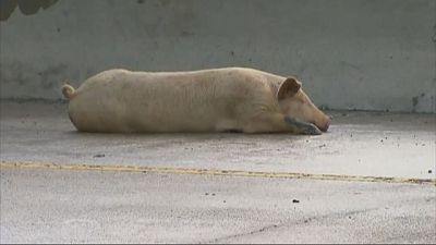 Des cochons rescapés errent sur l'autoroute