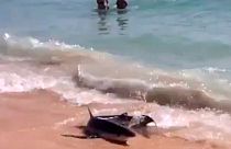 Florida'da köpekbalığı istilası