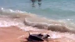 Haie am Strand