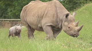 Watch: Rare baby rhinos take their first steps in UK