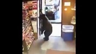 Watch: Bear stuns worker after wandering into Alaska store