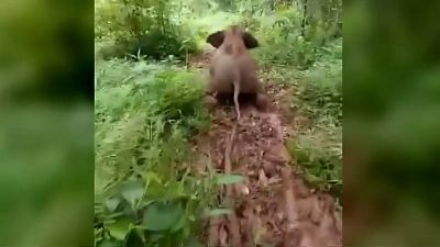 Mudslide fun: baby elephant filmed sliding down hill