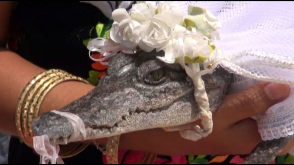 Une crocodile se marie !