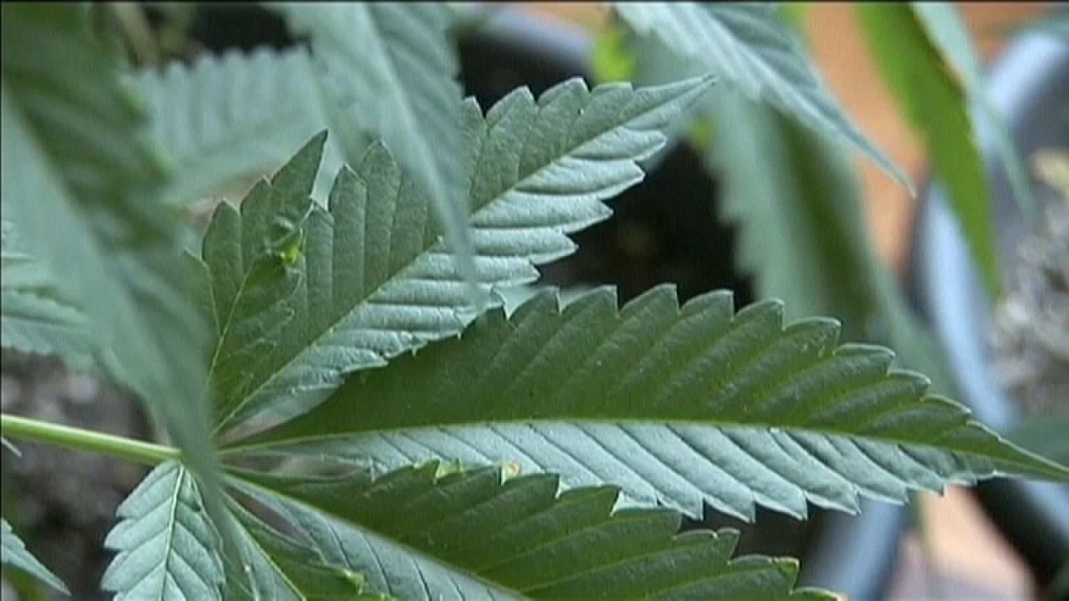 Los fantasmas de la "revolución del cannabis" en Uruguay