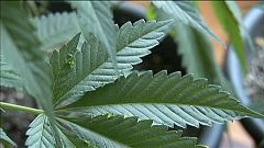 Los fantasmas de la "revolución del cannabis" en Uruguay