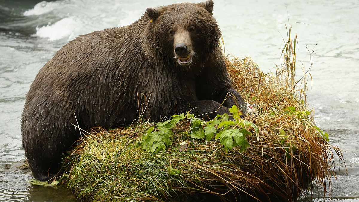 Túlságosan elszaporodtak a medvék Erdélyben