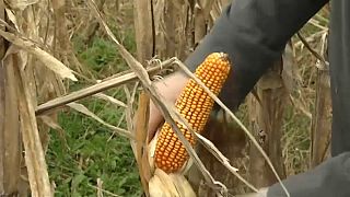 Las lluvias han retrasado la cosecha del maíz en Argentina