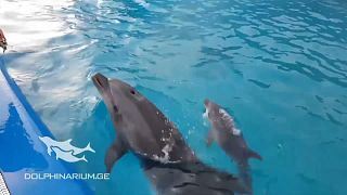 Прибавление семейства у дельфинов