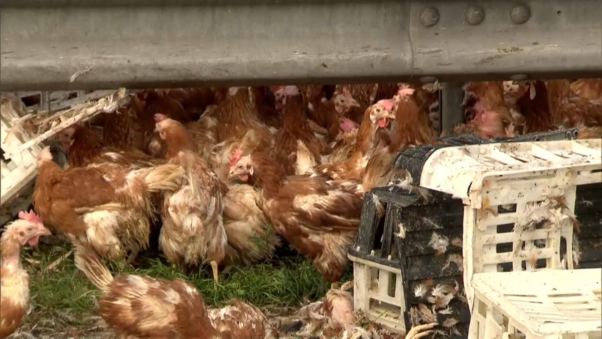 Freilaufende Hühner sorgen für Chaos auf Autobahn