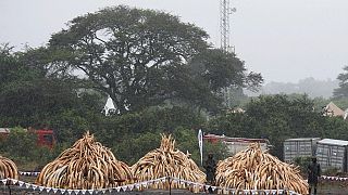 Shuidong, la ville chinoise au coeur du trafic d'ivoire venant d'Afrique