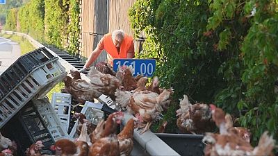 Transporter verliert Hühner auf der Autobahn
