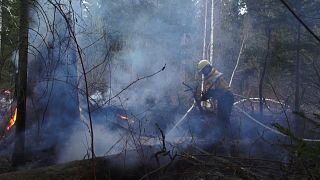 Сибирские пожары: власти занижали данные