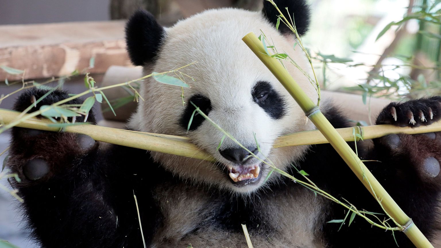 Panda-Diplomatie in Berlin