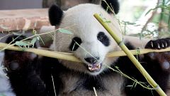 Panda-Diplomatie in Berlin