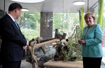 Paws for thought: Merkel and Xi visit Berlin Zoo