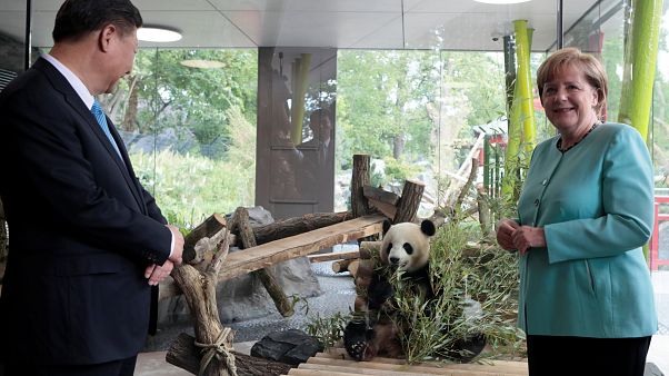 Paws for thought: Merkel and Xi visit Berlin Zoo Paws for thought: Merkel and Xi visit Berlin Zoo