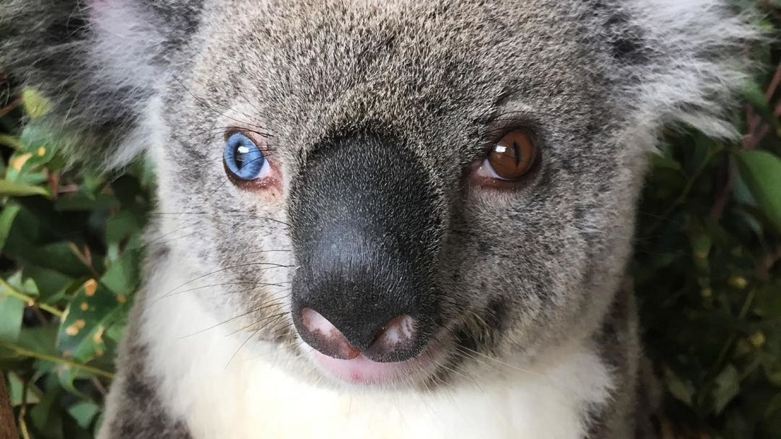 Gözleri Van Kedisi gibi olan koala 'Bowie'