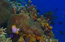 Lemaradt a listáról a Nagy-korallzátony