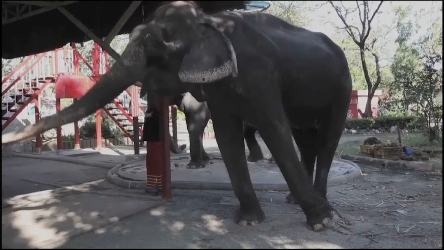 Thaïlande, les éléphants promeneurs de touristes en danger