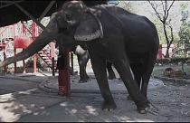 Thaïlande, les éléphants promeneurs de touristes en danger
