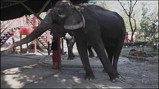 Thaïlande, les éléphants promeneurs de touristes en danger