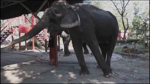 Thaïlande, les éléphants promeneurs de touristes en danger Thaïlande, les éléphants promeneurs de touristes en danger