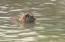 Sibirische Tiger: Alles nur kein Hitzschlag