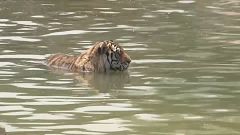 Sibirische Tiger: Alles nur kein Hitzschlag