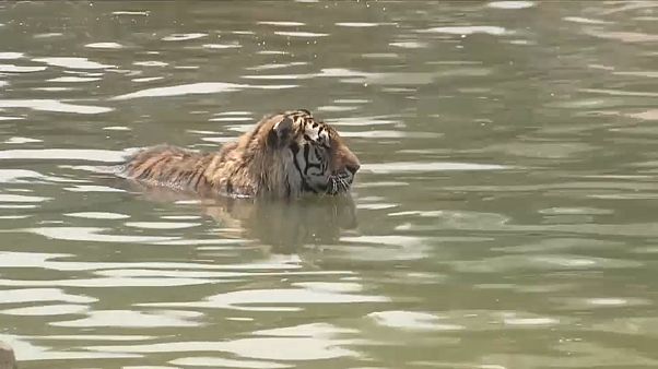 Sibirische Tiger: Alles nur kein Hitzschlag Sibirische Tiger: Alles nur kein Hitzschlag