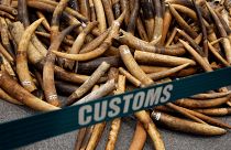 ضبط أكثر من 7 أطنان من العاج المهرب في هونغ كونغ