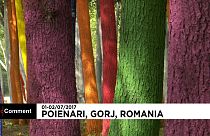 Quand les arbres en voient de toutes les couleurs...