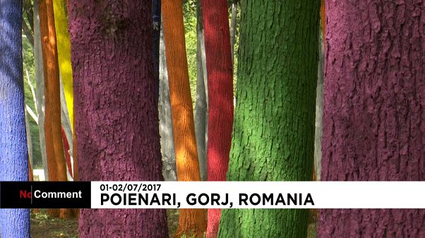 Quand les arbres en voient de toutes les couleurs... Quand les arbres en voient de toutes les couleurs...