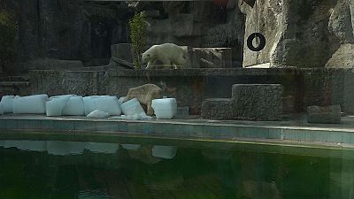 Budapeşte'deki kutup ayıları buz kütleleriyle oynadı