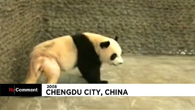 Cina, il panda depilato diventa star del web