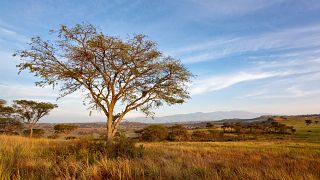 Image: The Crater Area inside Queen Elizabeth National Park in Uganda in 20