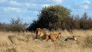 Four lions on the loose from South Africa's Kruger park