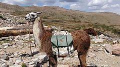 Ende einer Ära: Israelische Armee ersetzt Lamas durch Roboter