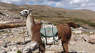 Israeli army replaces llamas with robots