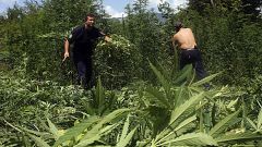 Kannabiszültetvénynek nézték a művészi installációt