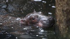 Kopenhagen: Hippo-Geburt überrascht Tierpfleger