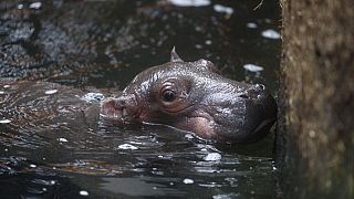Kopenhagen: Hippo-Geburt überrascht Tierpfleger