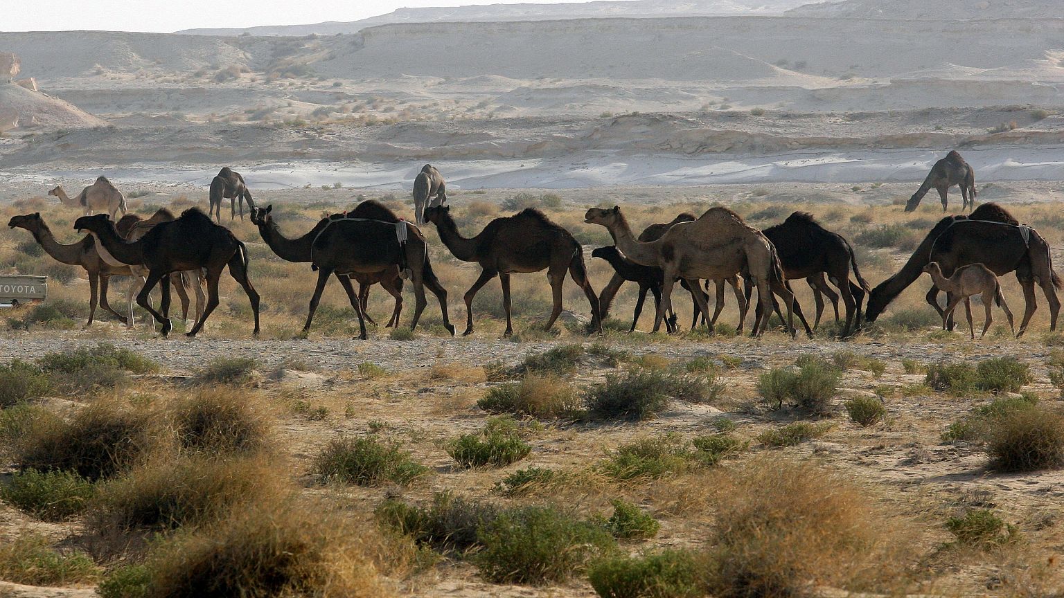 الإبل ضحية النزاع القطري السعودي