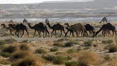 الإبل ضحية النزاع القطري السعودي