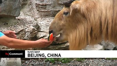 البطيخ للتخفيف من القيظ في حديقة حيوانات بكين