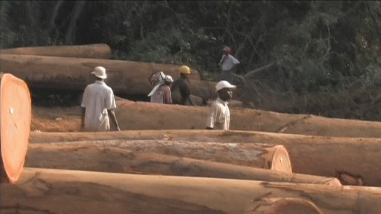 Banco Mundial e FAO ajudam Maputo a combater desflorestação