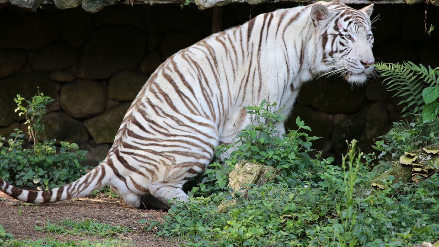Earth experiencing "sixth mass extinction"