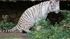 Earth experiencing "sixth mass extinction"